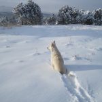 A Three Legged Man of the West