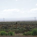 Three Ravens